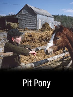 Pit Pony