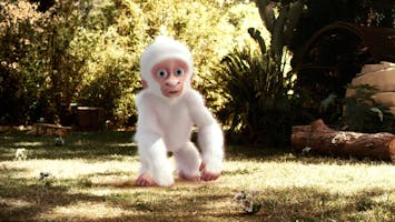 Snowflake, The White Gorilla