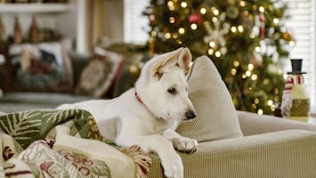 A Belle For Christmas