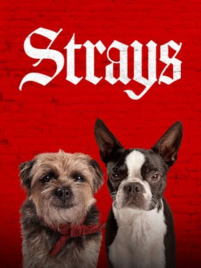 Strays