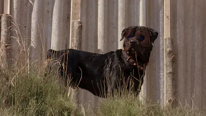 Rottweiler